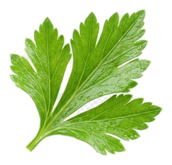 celery leaf