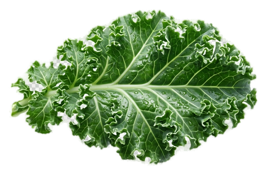 kale leaf